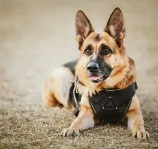 Raça de cachorro policial, guia, terapeuta... os cães podem ter diversas profissões!