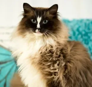 A raça Ragdoll é conhecida por serem felinos gigantes, peludos e brincalhões! Vai dizer que não dá vontade de apertar?