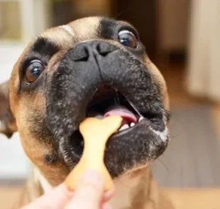 Antes de fazer a receita de biscoito para cachorro, veja se os ingredientes são liberados para o pet