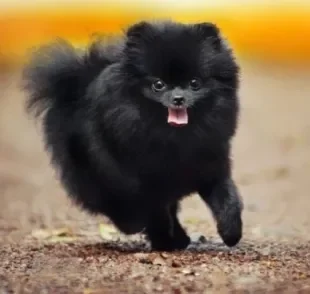 O Lulu da Pomerânia preto possui uma pelagem rara e marcante que é impossível não se apaixonar