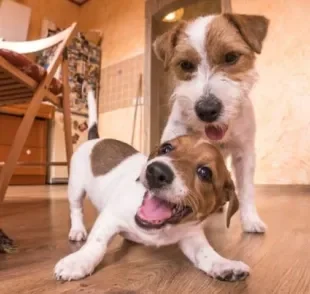  Como tirar foto de cachorro: aproveite as brincadeiras dentro de casa para fazer fotografias 