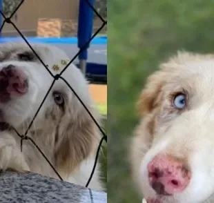 A Maya é uma Border Collie 'red merle' cheia de carisma e apaixonada pela família!