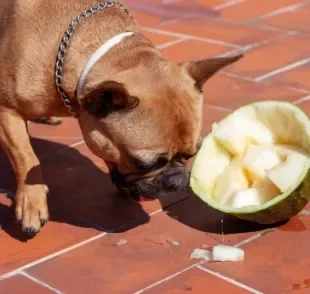 O melão para cachorro promove vários benefícios para a saúde do pet