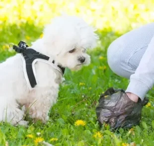 A coprofagia canina é o hábito do cachorro comer fezes e pode ter diferentes explicações