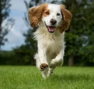 Cocker Spaniel Inglês e Spaniel Americano possuem muitas semelhanças, mas algumas diferenças também