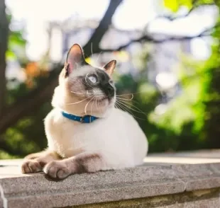 A coleira de gato faz toda a diferença para garantir a segurança do seu felino