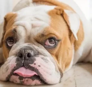 O cachorro Bulldog Inglês é muito popular, mas será que você conhece tudo sobre a personalidade da raça?