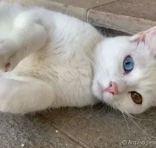 A Lua foi adotada pela Leticia e ganhou a oportunidade de uma vida mais feliz depois do abandono