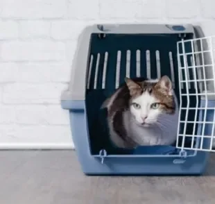 A caixa de transporte para gatos precisa ter um espaço interior grande o suficiente para o pet se movimentar