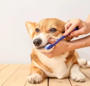 Creme dental para cachorro: um produto essencial para cuidar da saúde bucal do seu pet