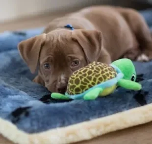 O que fazer para filhote de cachorro parar de chorar: conheça as principais dicas! 