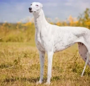 O Galgo Inglês é um cachorro famoso por suas pernas longas e alta velocidade