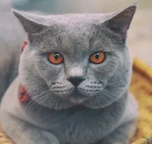 Conheça mais sobre o Chartreux, essa raça de gato cinza dócil e amorosa! 