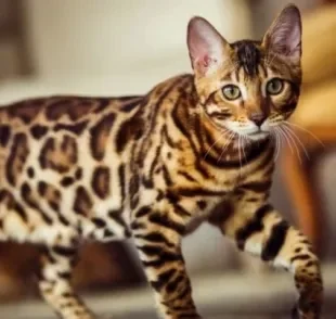 O Gato Bengal é uma raça que parece um leopardo por suas manchas pelo corpo