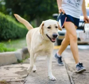 A guia para cachorro facilita bastante os passeios com o seu pet