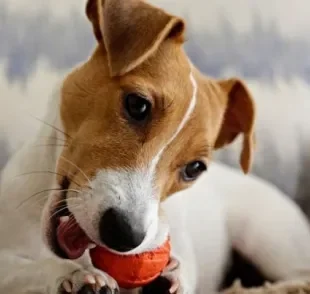 Jack Russell Terrier: saiba tudo sobre esse cãozinho pequeno e cheio de energia