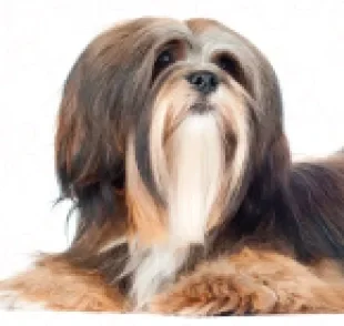 O Lhasa Apso é um cachorrinho com características e qualidades incríveis