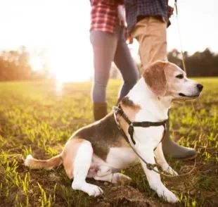 Peitoral para cachorro: esse modelo de coleira fica preso no peito do cão, ao invés de no pescoço