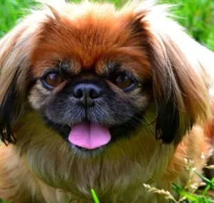 Raça Pequinês: preto, branco ou caramelo... Esse cachorrinho é sempre muito amável e querido