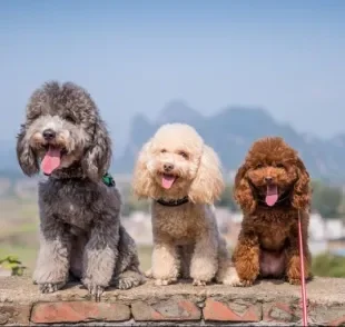  Você consegue identificar os tipos de Poodle que existem? Entenda as diferenças entre eles! 