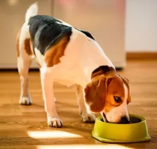 O comedouro para cachorro pode ter vários modelos