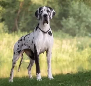 O Dog Alemão possui uma enorme variedade de cores, com padrões sólidos e mesclados