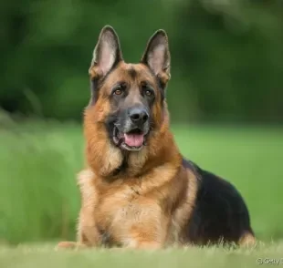 Pastor Alemão ou Belga? A raça de cachorro alemã, ao contrário da belga, possui uma capa preta nas costas