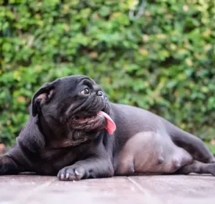 A gestação de cachorro dura menos tempo que uma gravidez humana