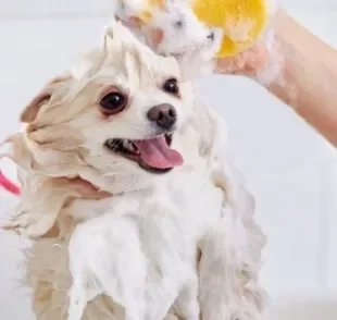 O shampoo para cachorro deve ser escolhido de acordo com a pelagem clara ou escura do animal