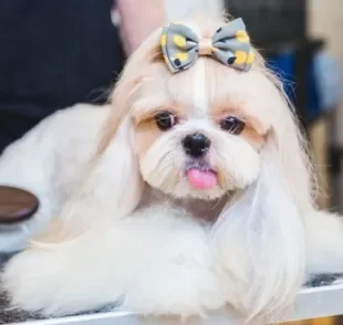 Tipos de tosa para Shih Tzu: leve a personalidade do cachorro em conta para escolher