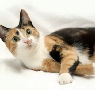 O gato tricolor tem o pelo coberto pelas cores preto, laranja e branco