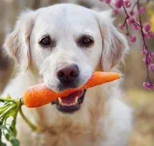 Saiba quais verduras e legumes para cachorro você pode oferecer ao seu pet sem perigo!