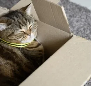 Casinha de papelão para gato é o presente perfeito para o seu bichano