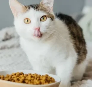Levar em consideração do que o gato se alimenta é essencial para oferecer a melhor dieta a ele