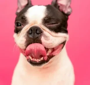 Memes de cachorro ganham o mundo pelas mensagens e expressões engraçadas