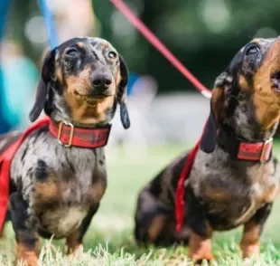 O cachorro que late muito pode ter esse comportamento por diferentes razões