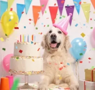 Aniversário de cachorro merece festa, mas existe uma série de cuidados que o tutor deve tomar