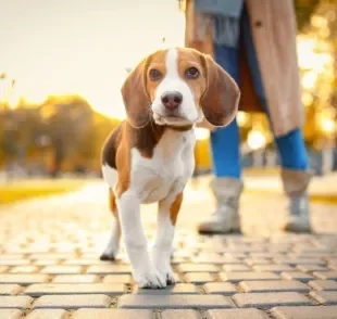 O Beagle é um cãozinho de muita personalidade, com energia e carisma de sobra