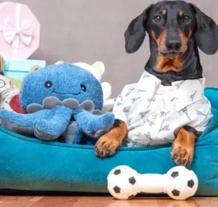 Os brinquedos para distrair cachorro aumentam a qualidade de vida do cãozinho