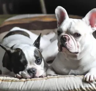 Luto de cachorro: saiba como esse momento pode afetar a saúde e o comportamento do seu amigo