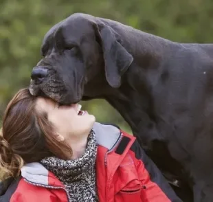 Um cachorro gigante, como o Dogue Alemão, precisa de alguns cuidados com a sua rotina