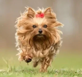 Raças de cachorro peludo pequeno deixam qualquer um apaixonado!