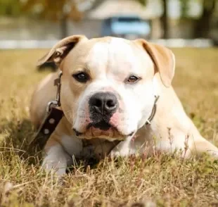 Cachorro vomitando espuma branca: indigestão é uma das causas