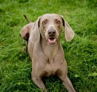 O Weimaraner é um cachorro grande, e com coração maior ainda