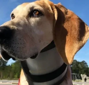 O colar cervical para cachorro é importante para limitar os movimentos da cabeça em casos de dor