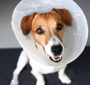 Colar elizabetano: cachorro necessita do acessório depois de cirurgias, durante tratamentos tópicos ou para proteger um curativo