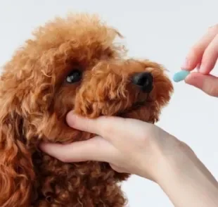 O remédio de verme para cachorro tem uma frequência que deve ser seguida pelo tutor