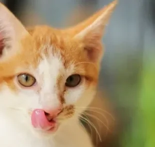A língua do gato tem funções desde a apreciação dos sabores até a autolimpeza