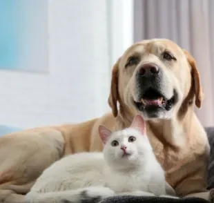 Na hora de limpar a casa, é bom escolher produtos adequados para cães e gatos