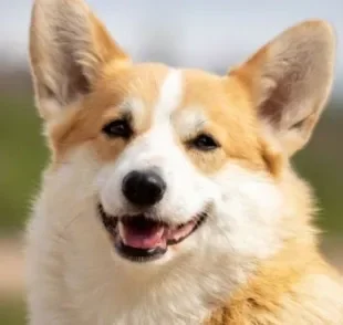 O Corgi é conhecido como cachorro da Rainha e possui um jeitinho divertido e protetor